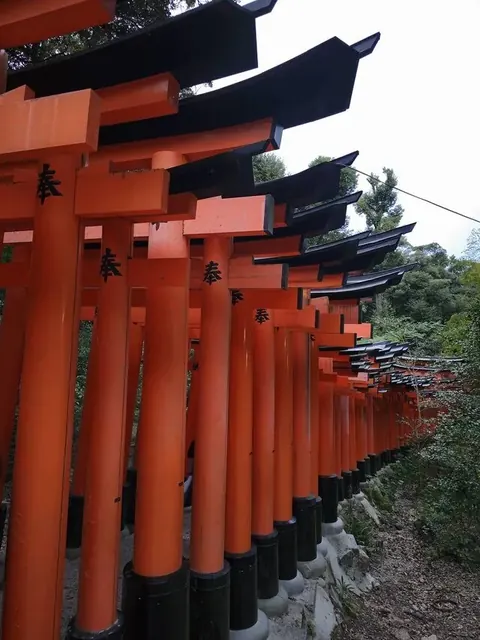 Kyoto pack cover