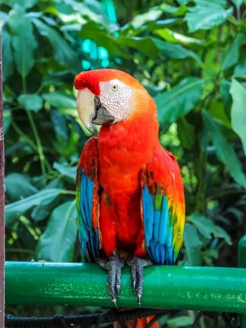 Parrots pack cover