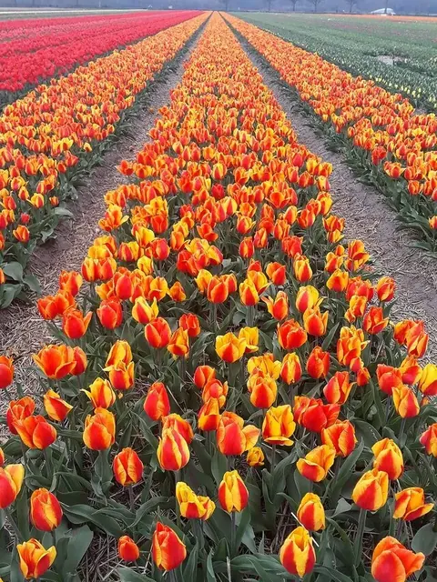 Tulip Fields pack cover